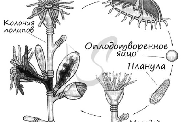 Кракен без впн